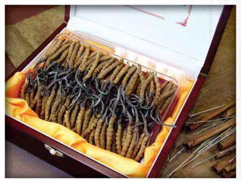 洱源冬虫夏草回收